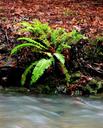 Fern along the creek.